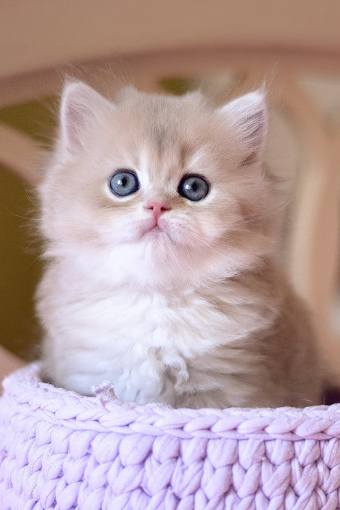 Yorky | British Longhair Kitten
