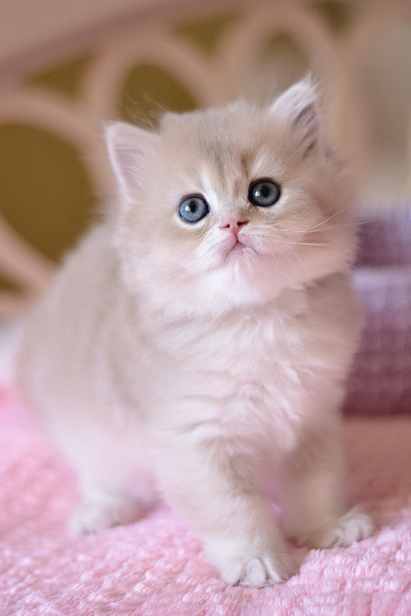 Yorky | British Longhair Kitten