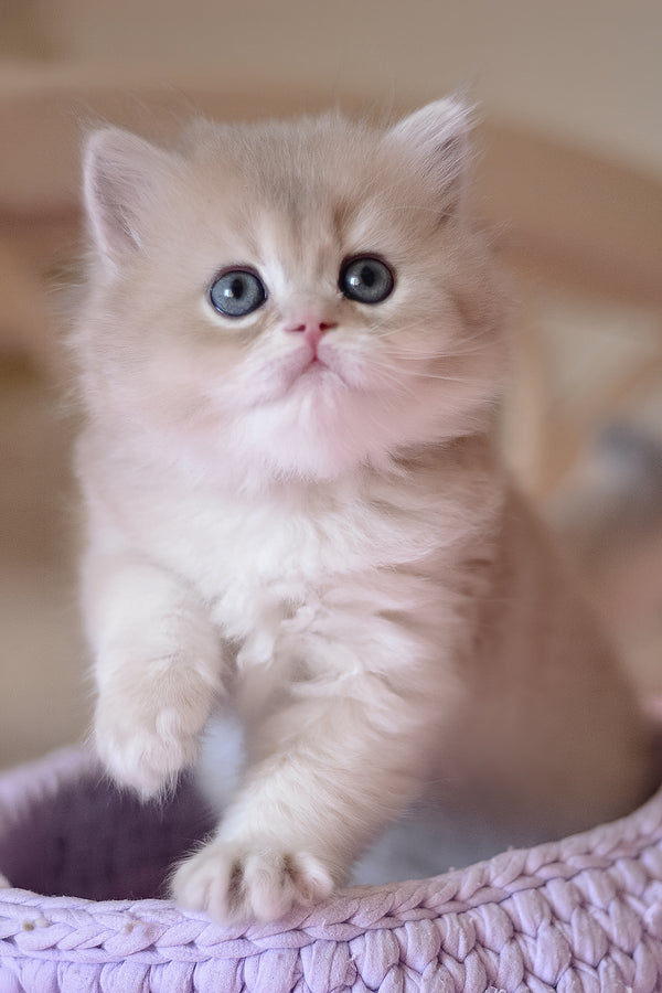 Yorky | British Longhair Kitten