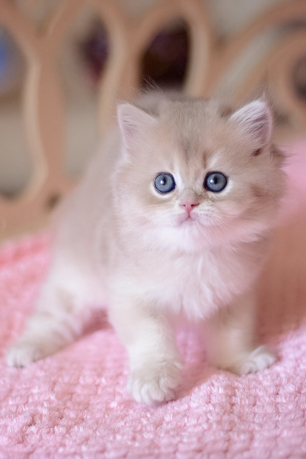 Yorky | British Longhair Kitten