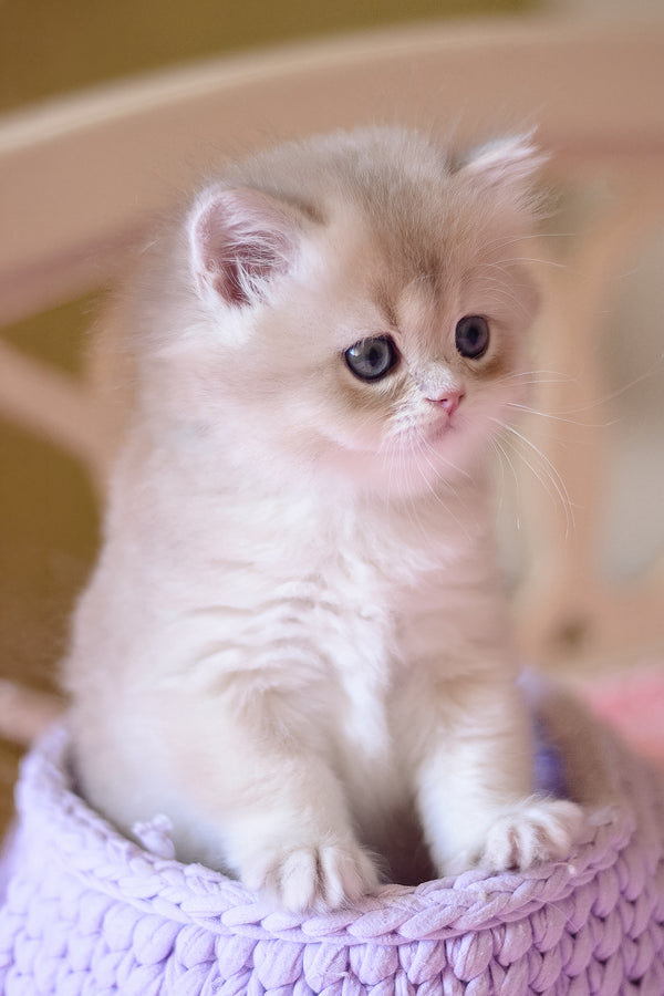 Yorky | British Longhair Kitten