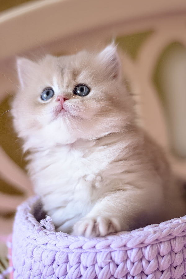 Yorky | British Longhair Kitten