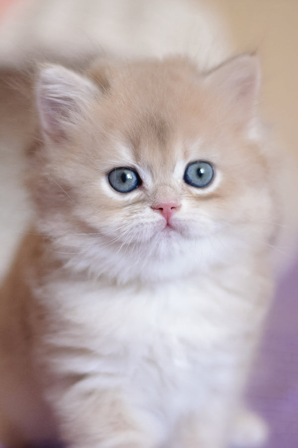Yorky | British Longhair Kitten