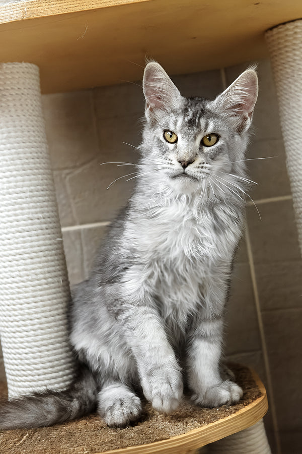 Yosef | Maine Coon Kitten