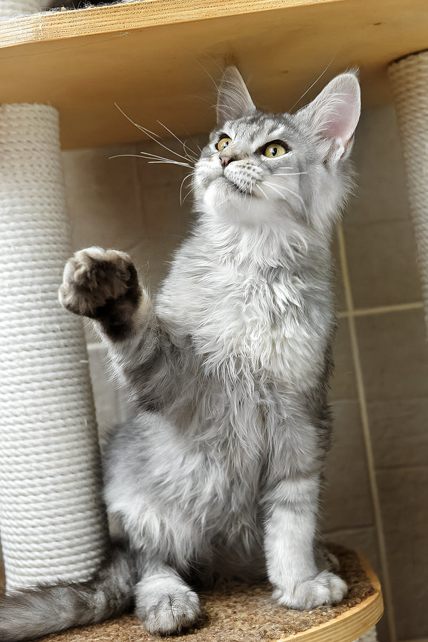 Yosef | Maine Coon Kitten