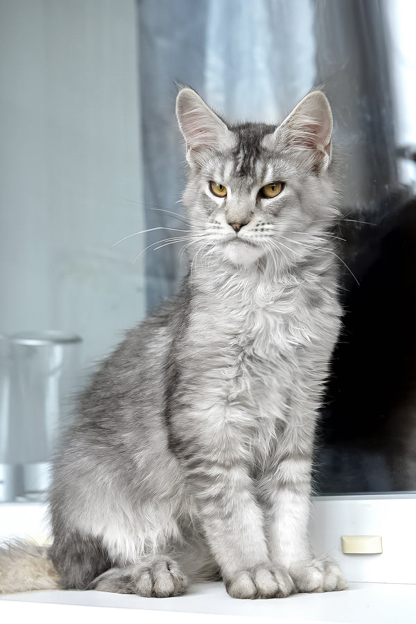 Yosef | Maine Coon Kitten