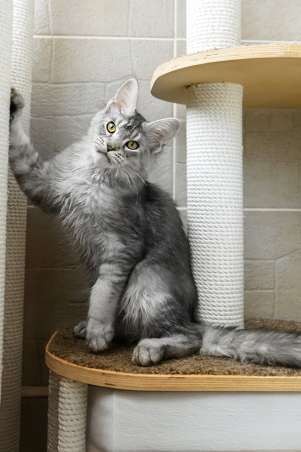 Yosef | Maine Coon Kitten