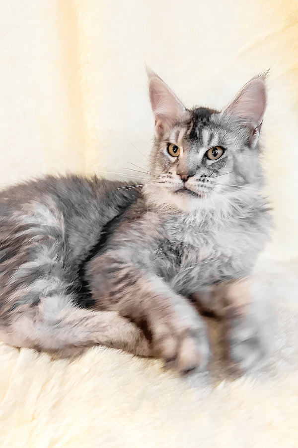 Yosef | Maine Coon Kitten