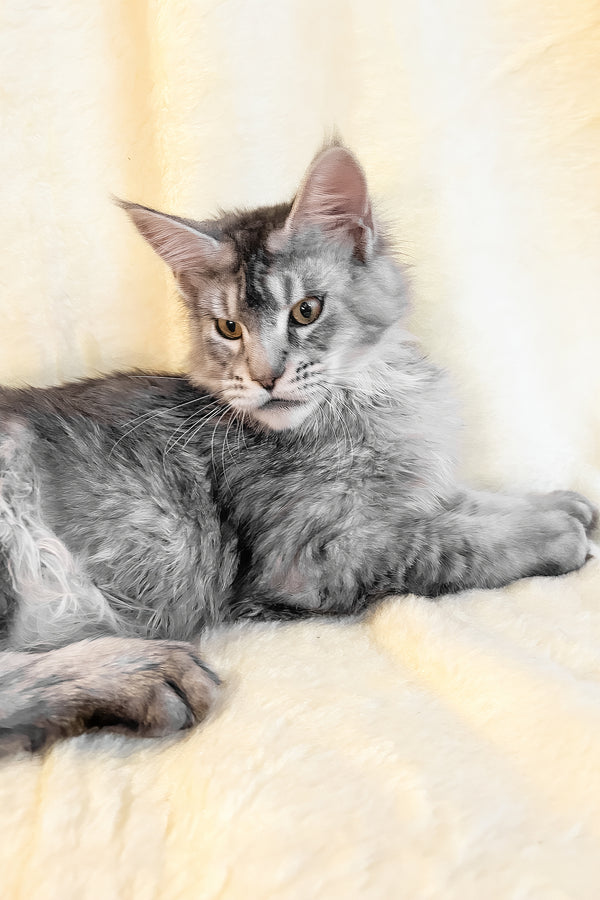 Yosef | Maine Coon Kitten