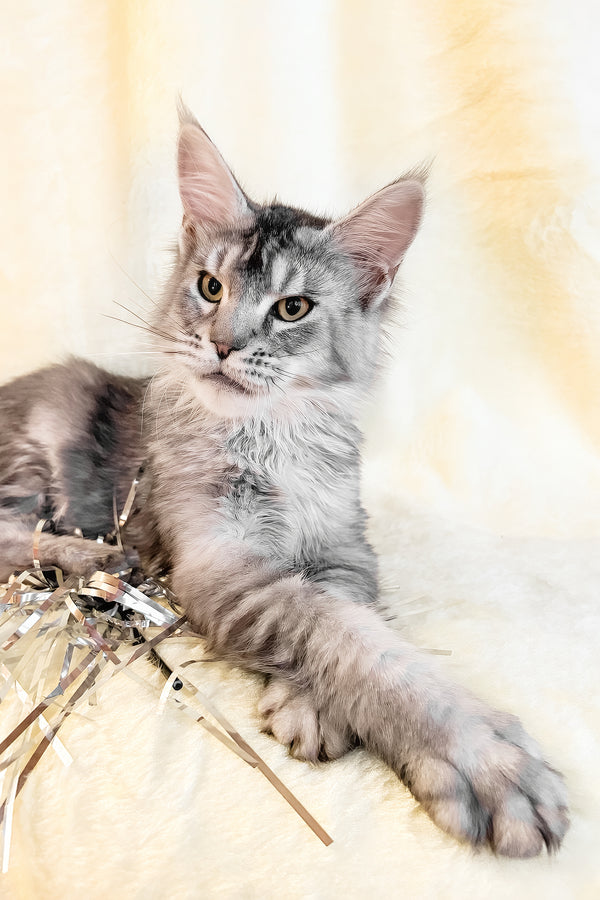Yosef | Maine Coon Kitten