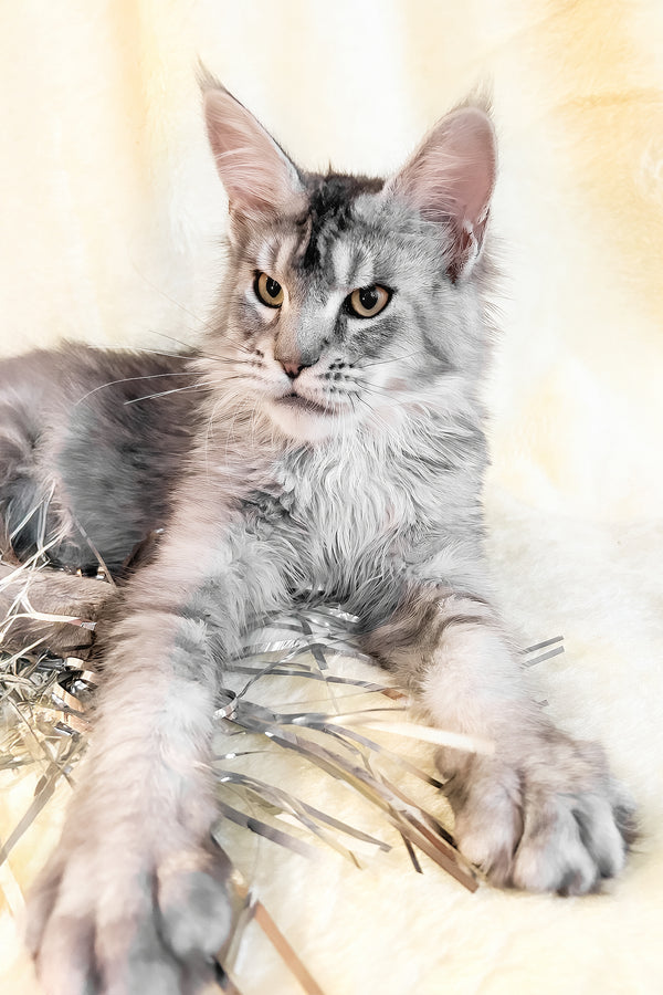 Yosef | Maine Coon Kitten