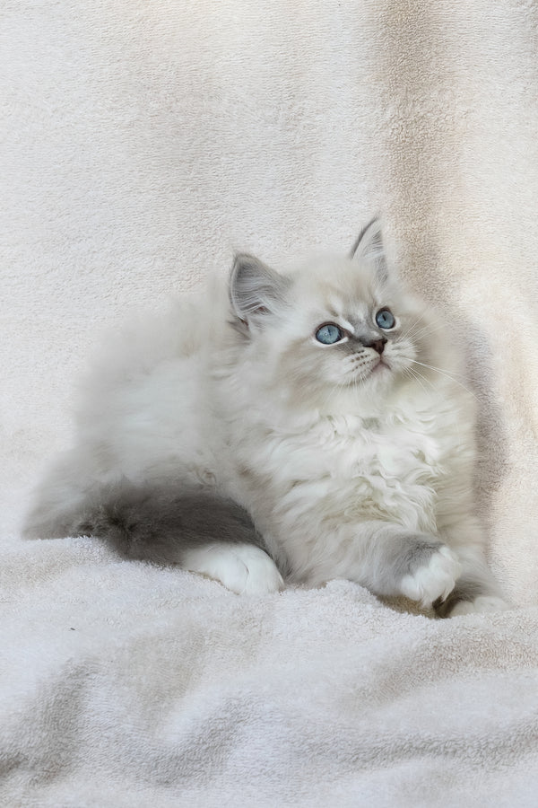 Yoshi | Ragdoll Kitten