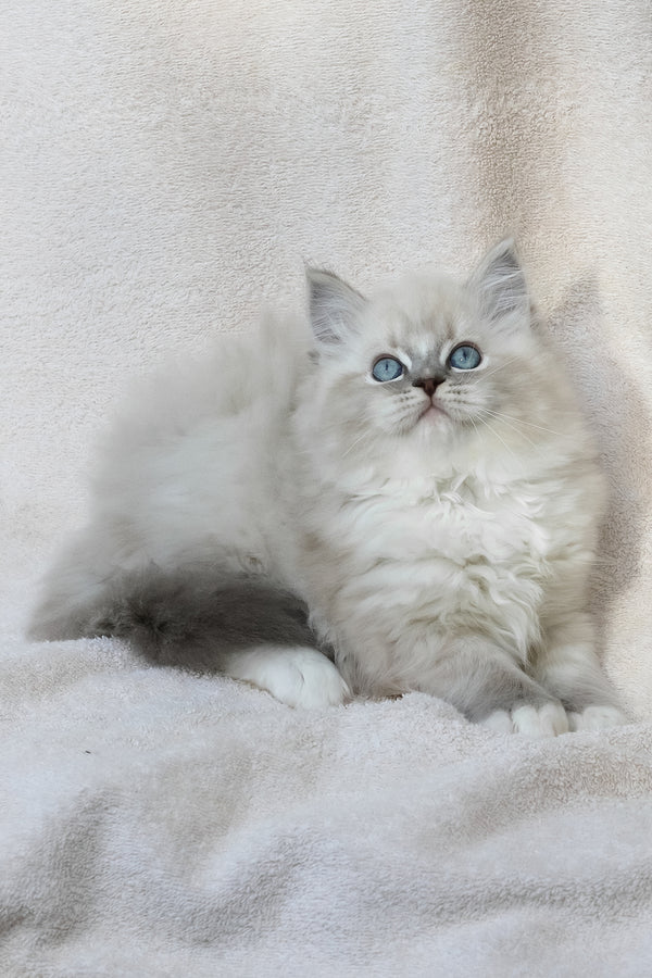 Yoshi | Ragdoll Kitten