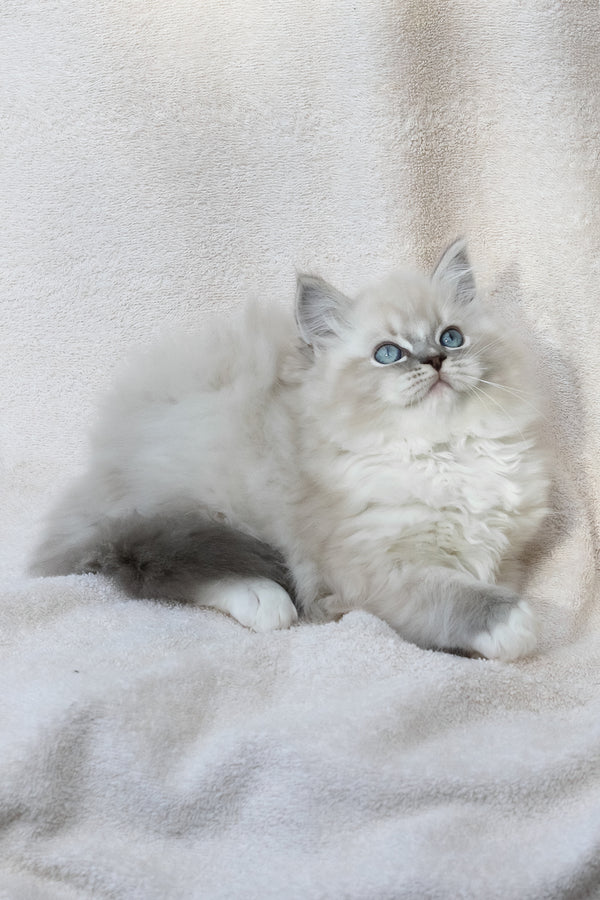 Yoshi | Ragdoll Kitten