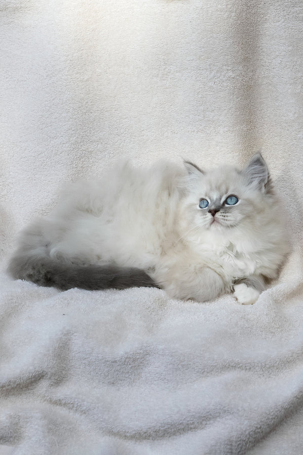 Yoshi | Ragdoll Kitten
