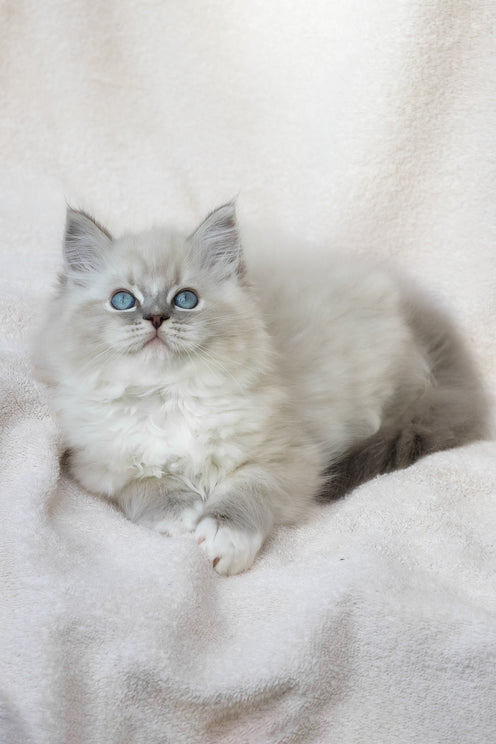 Yoshi | Ragdoll Kitten