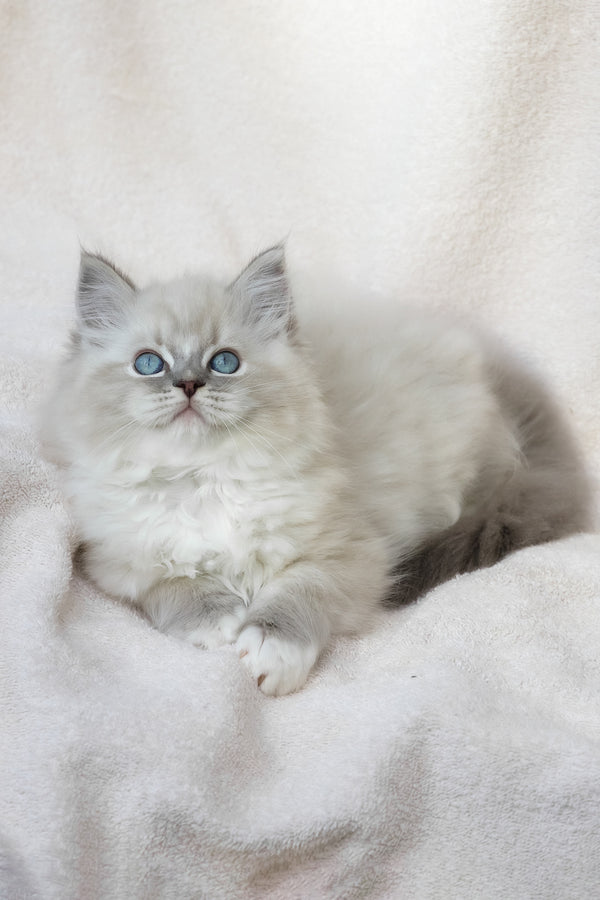 Yoshi | Ragdoll Kitten