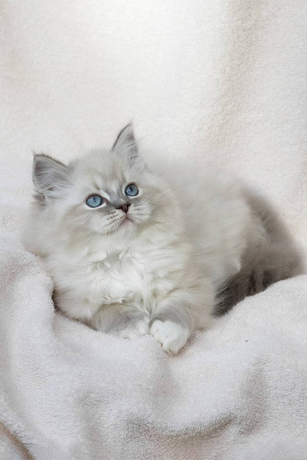 Yoshi | Ragdoll Kitten