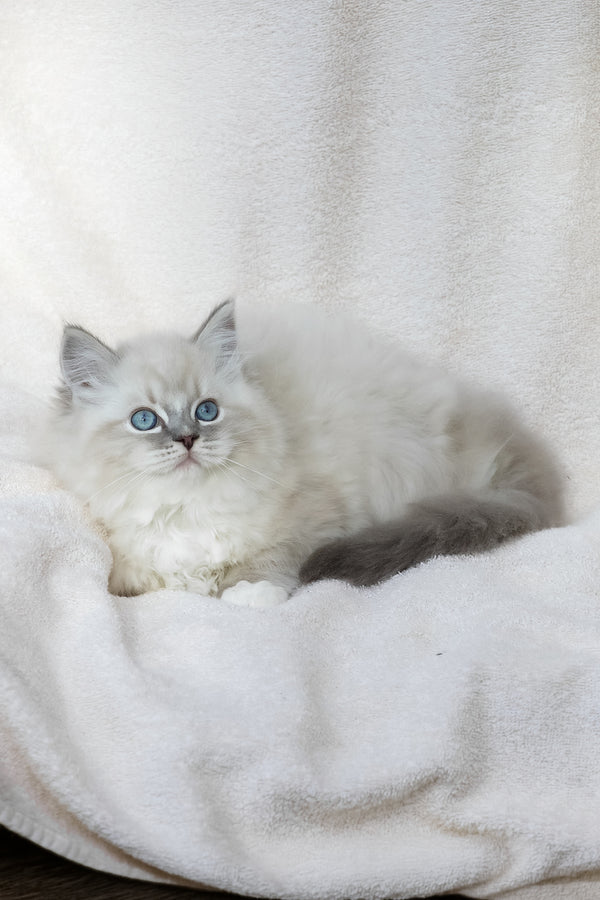 Yoshi | Ragdoll Kitten