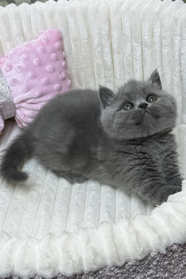 Yuca | British Shorthair Kitten