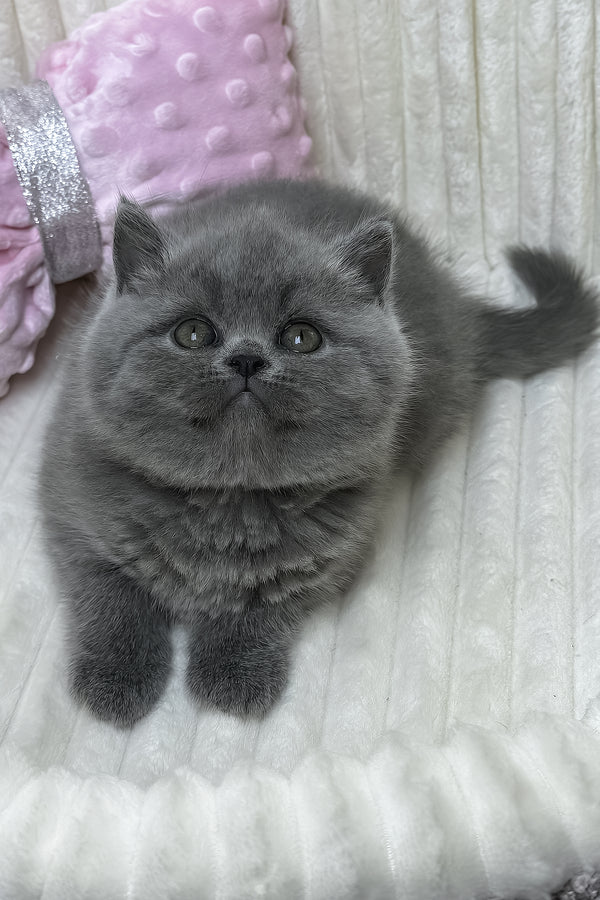 Yuca | British Shorthair Kitten