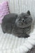 Yuca | British Shorthair Kitten