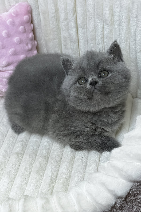 Yuca | British Shorthair Kitten