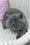 Yuca | British Shorthair Kitten