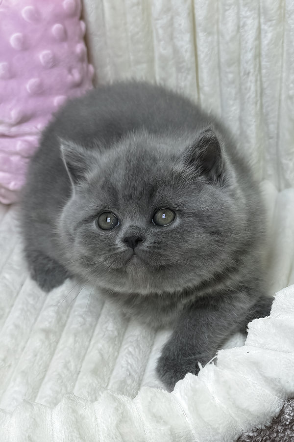 Yuca | British Shorthair Kitten