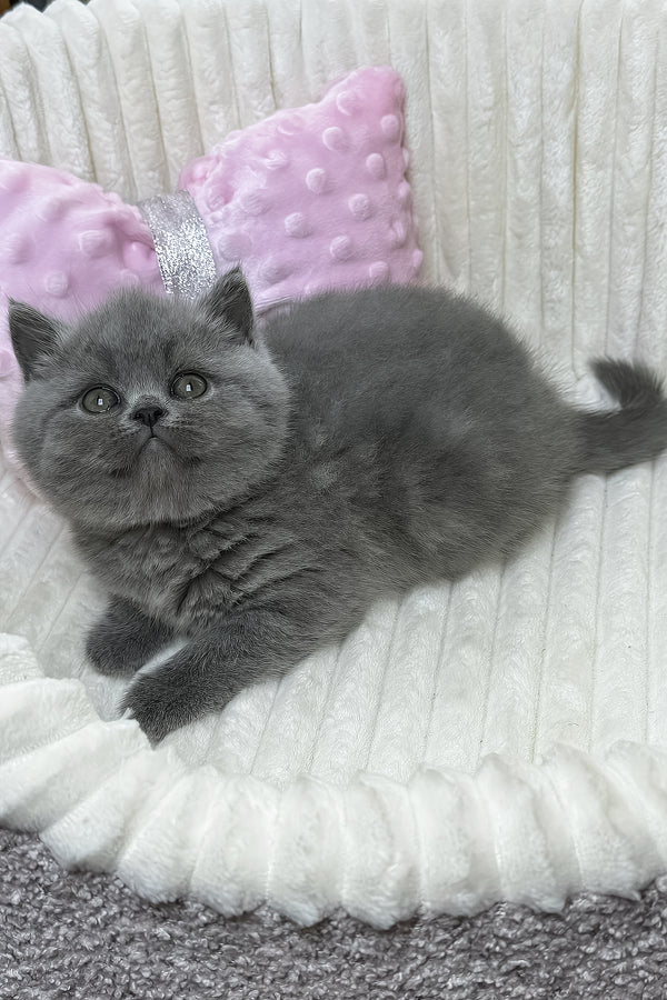 Yuca | British Shorthair Kitten