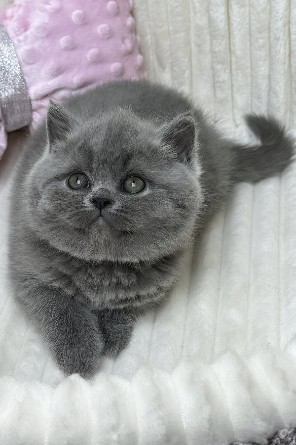 Yuca | British Shorthair Kitten