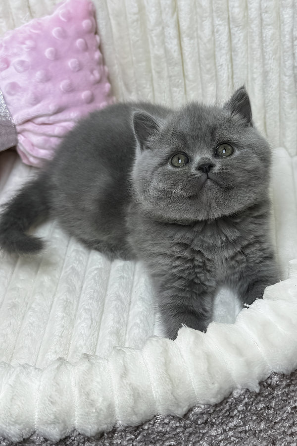 Yuca | British Shorthair Kitten