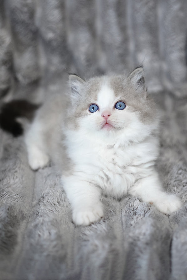 Yukon | Ragdoll Kitten