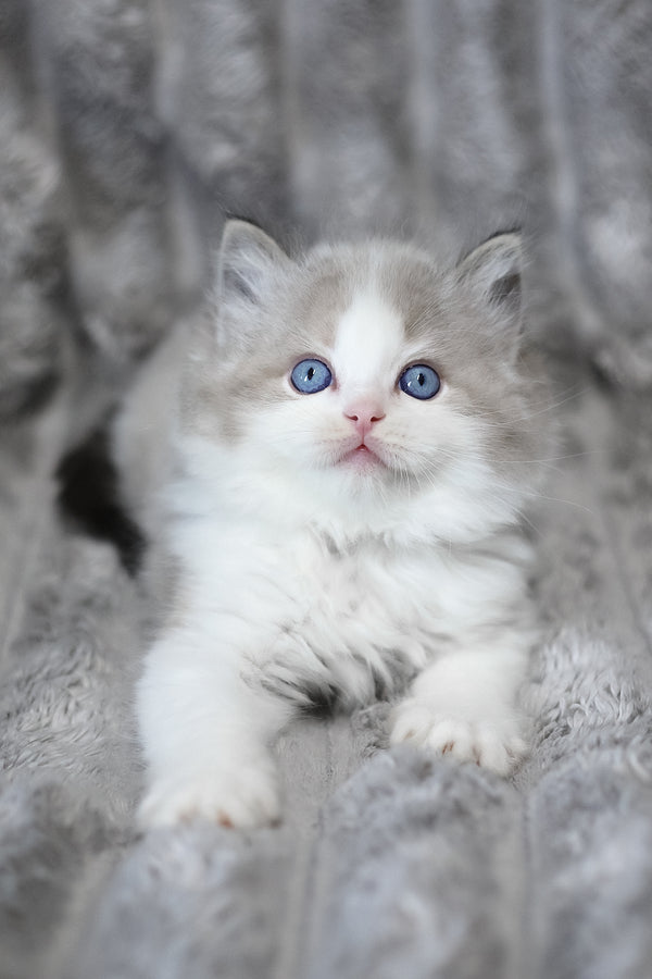 Yukon | Ragdoll Kitten