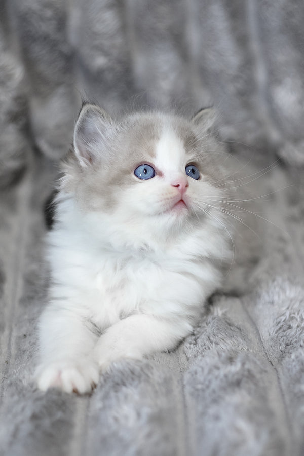 Yukon | Ragdoll Kitten