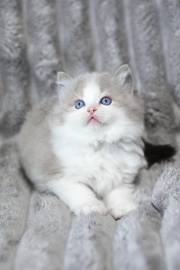 Yukon | Ragdoll Kitten