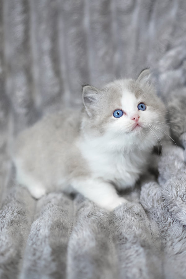 Yukon | Ragdoll Kitten