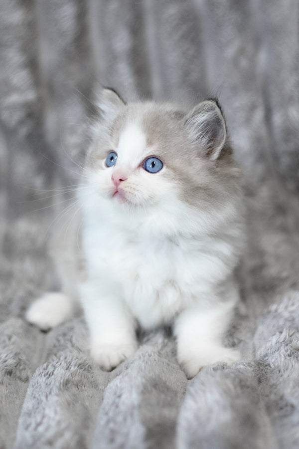 Yukon | Ragdoll Kitten