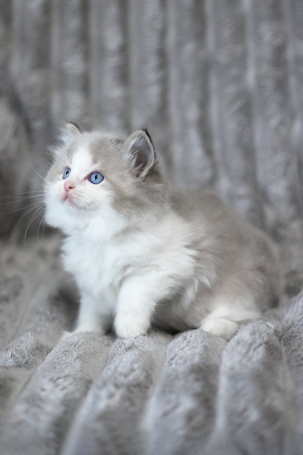 Yukon | Ragdoll Kitten