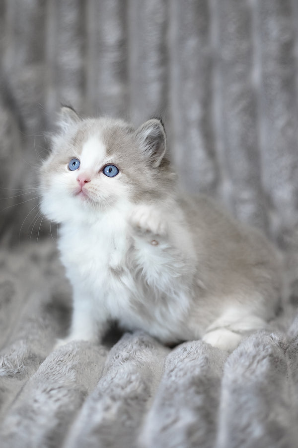 Yukon | Ragdoll Kitten