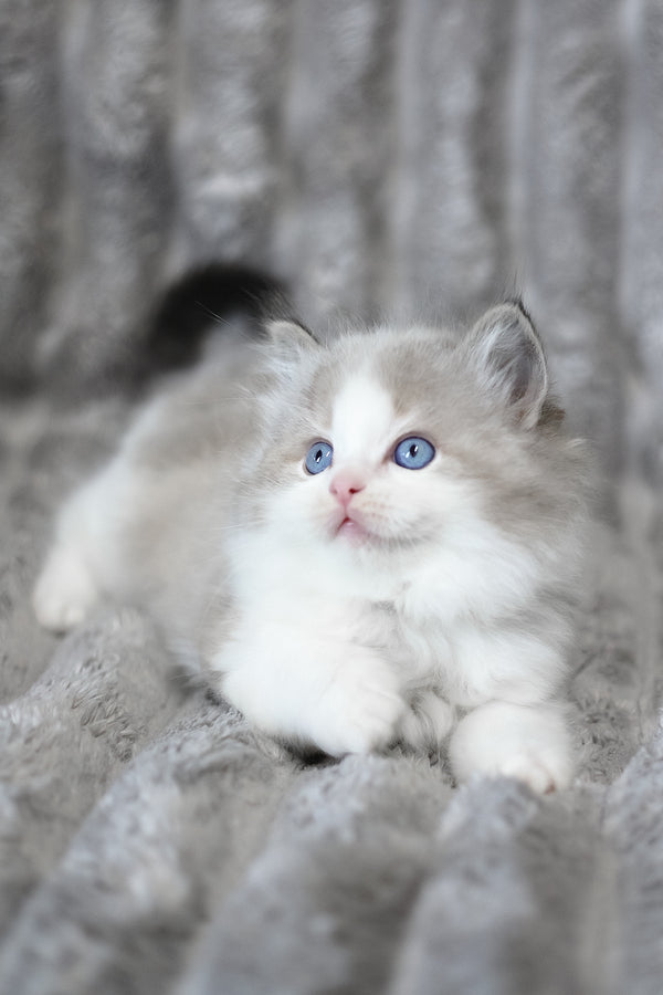 Yukon | Ragdoll Kitten