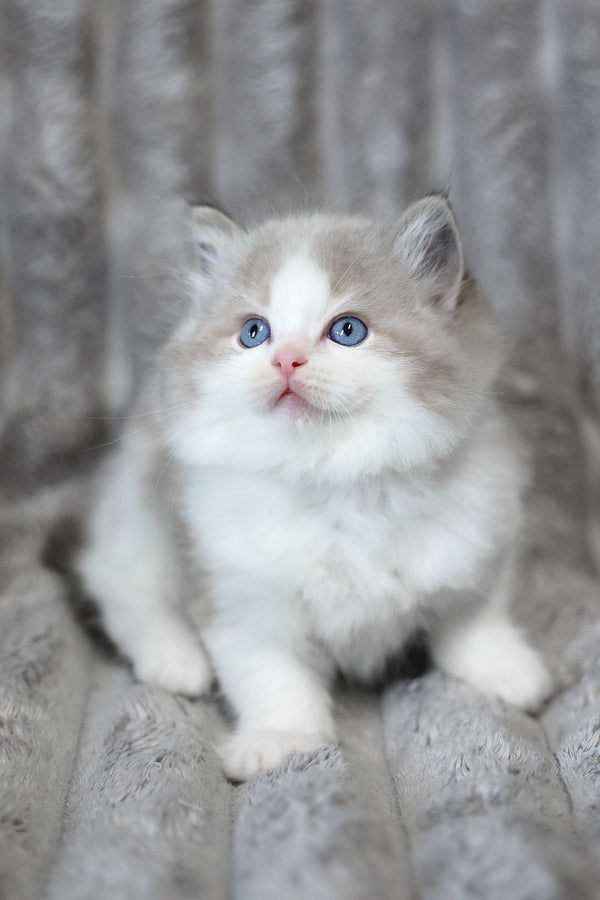 Yukon | Ragdoll Kitten