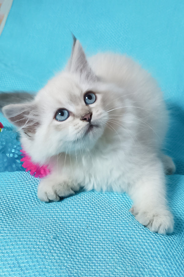 Yuku | Siberian Kitten