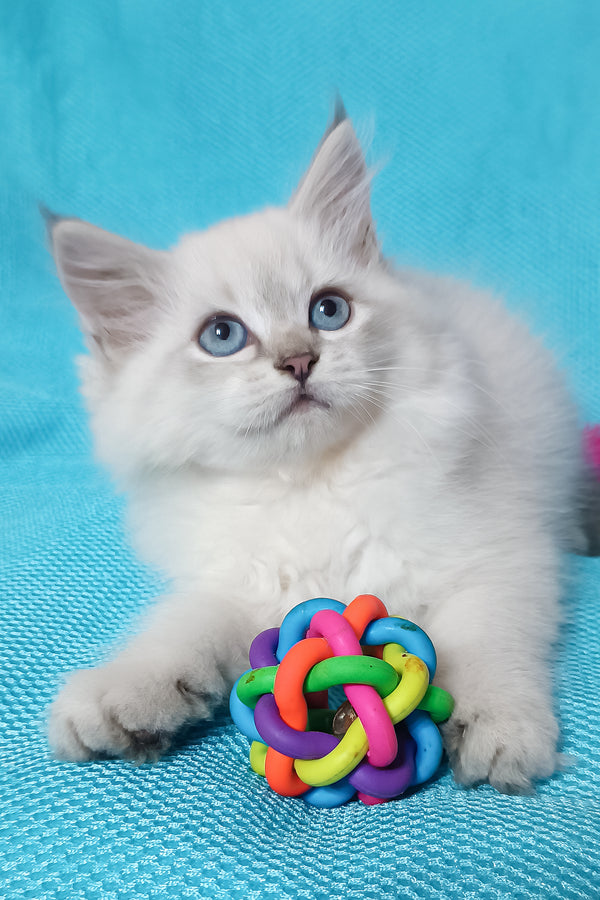 Yuku | Siberian Kitten