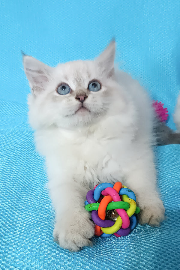 Yuku | Siberian Kitten