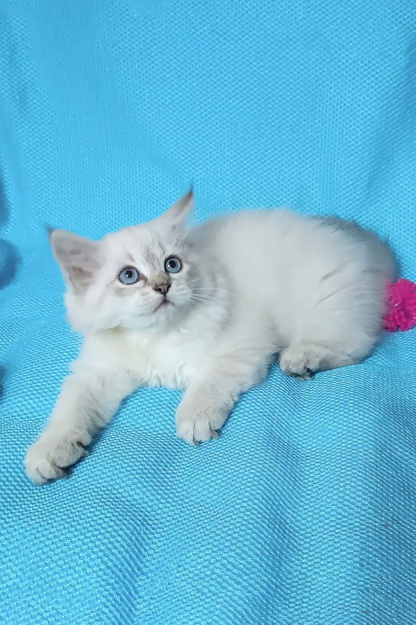 Yuku | Siberian Kitten