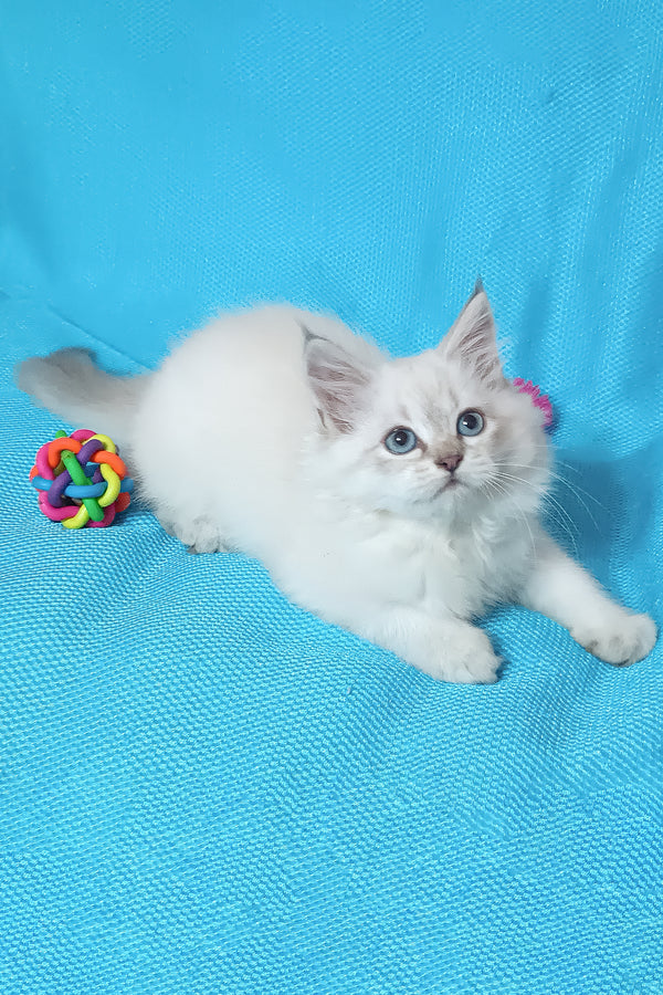 Yuku | Siberian Kitten