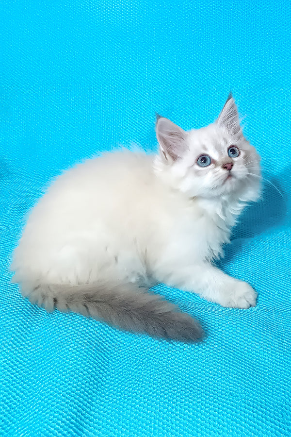 Yuku | Siberian Kitten
