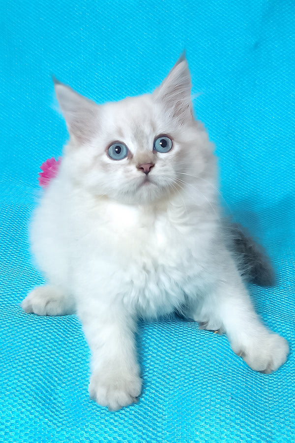 Yuku | Siberian Kitten