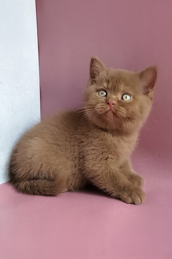 Yummi | British Shorthair Kitten